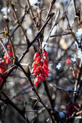 Branches of Berberis vulgaris in winter with red ripe berries. After thawing, a little snow and droplets of frozen water remain on the berries and branches. 