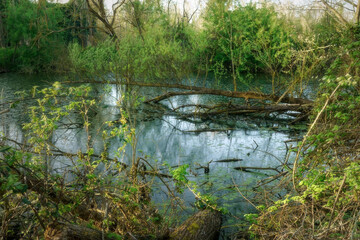 Natural reserve of Punta Alberete, Ravenna (Italy)