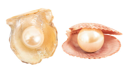 Pearl on shell on transparent background.