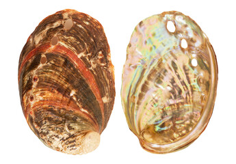 Haliotis discus hannai shell on transparent background.