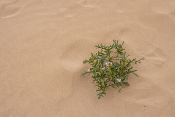 Desert and vegetation, Fuerteventura, Spain