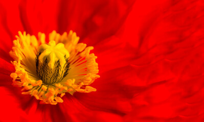 Closeup of red poppy flower, Papaver nudicaule, copy space.