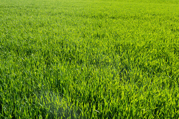 luminosa e assolata distesa di erba in campagna