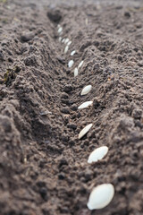 Planting pumpkin seeds in fresh dark soil. Closeup. Preparation for garden season in early spring.