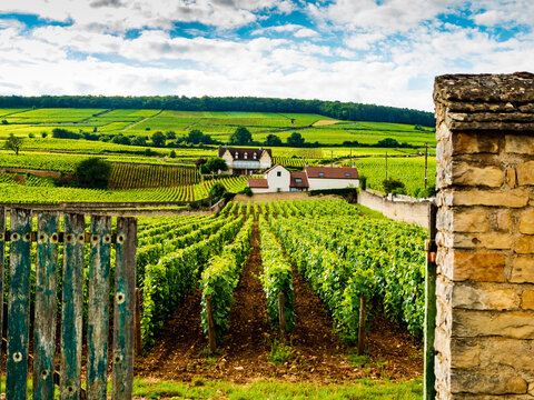 Impressive entry into a typical Burgundian chateau with vineyards growing in a lush hilly landscape, Beaune, France

