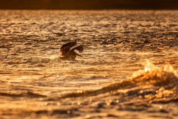 Brown Pelican - Pelecanus occidentalis, large water bird fishing on the Americas Pacific and Atlantic coasts, Cambutal, Panama.