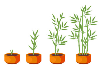 Bamboos ripening period progression. Bamboo growth stages. Vector Illustration of bamboo in pot on white background. For flower shop banner, poster. Bamboo lucky plant in pot, Chinese tree sprouts