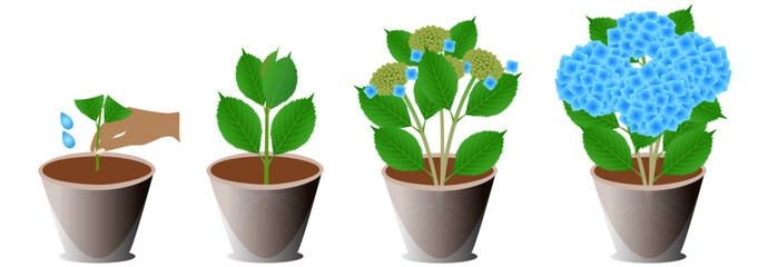 Growth cycle of a potted blue hydrangea on a white background.