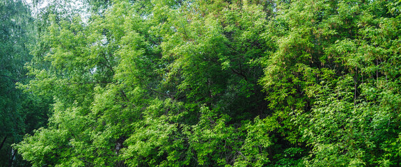 Scenic vivid green forest landscape. Beautiful vegetation wall of trees leaves on forest edge. Natural background of colorful foliage. Amazing contrasts of woods. Picturesque scenery of woodland.