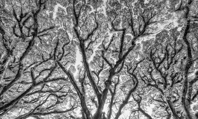 Beautiful tree branches along the road to Daintree National Park, Queensland - Australia
