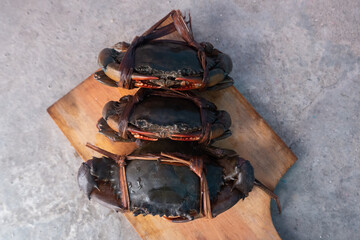 tied black mud crab. Australian Giant Mud Crab (Scylla serrata). Freshly caught and alive