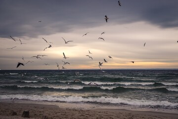 Winter cloudy seaside landscape. Birds against the background of the Baltic Sea. Photo taken in...