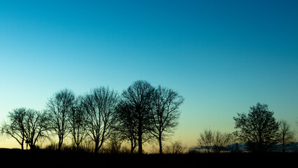Fototapeta na wymiar Baumreihe als Silhoutte während der blauen Stunde