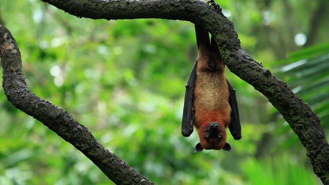 Bat hanging from tree at the jungle