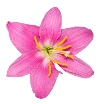 pink flower isolated on white background