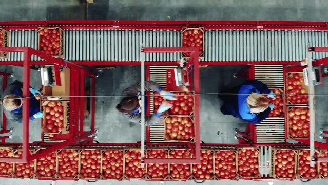 Top view of tomatoes sorting process carried out by female workers at a factory packing conveyor.