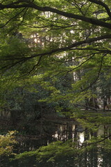 Obraz premium forest in spring