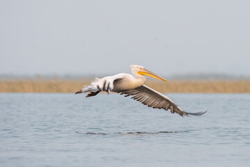 Fototapeta na wymiar Dalmatian pelican or Pelecanus crispus, observed in Nalsarovar in Gujarat, India