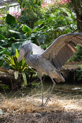 Fototapeta premium ハシビロコウ_shoebill_Balaeniceps rex