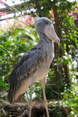 ハシビロコウ_shoebill_Balaeniceps rex