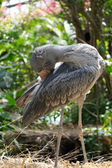Naklejka premium ハシビロコウ_shoebill_Balaeniceps rex