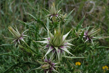 grass with flowers