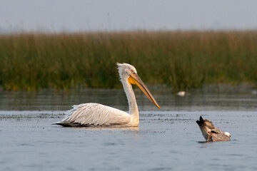 Dalmatian pelican or Pelecanus crispus, observed in Nalsarovar in Gujarat, India