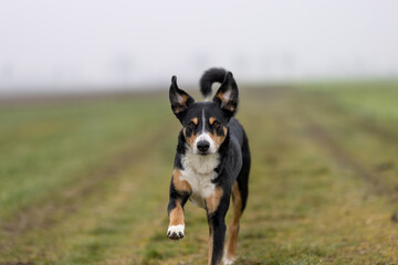Portrait of a beautiful dog in motion, appenzeller sennenhund