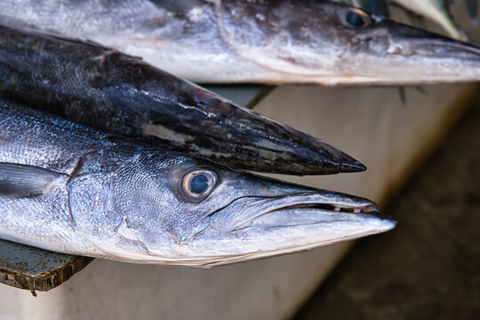 Closeup of baracuda fish head in victoria town market, Mahe Seychelles