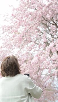 Middle-aged woman photographing cherry blossoms Vertical video