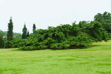 Huge low wide tree on the lawn