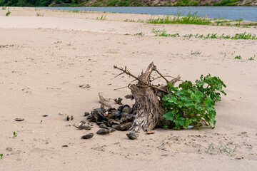 The Great Russian Volga River and its banks.