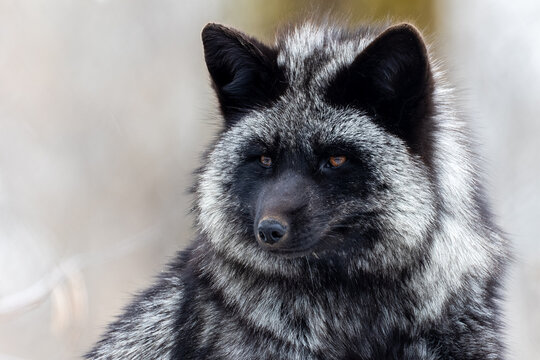 Horizontal close up portrait of a dark red fox