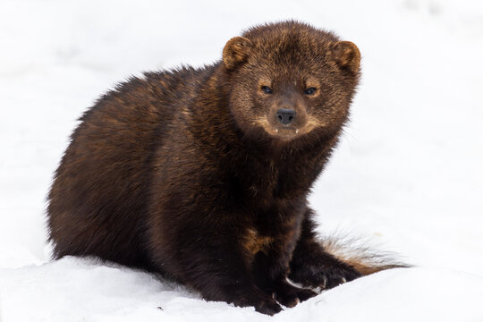 Horizontal full body image of a fisher Pekania pennanti sitting white snow and looking at the camera
