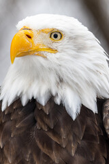 Vertical close up portrait of an American Bald Eagle