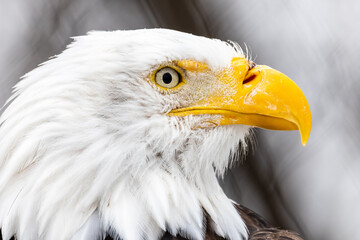 Horizontal profile portrait of an American Bald Eagle
