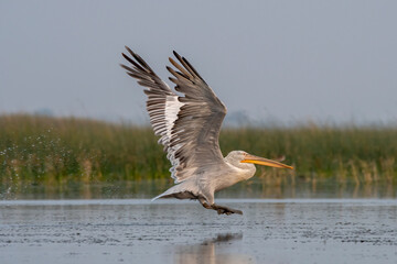 Dalmatian pelican or Pelecanus crispus, observed in Nalsarovar in Gujarat, India
