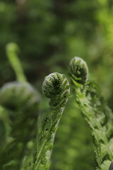 fern blossoms on a sunny lawn