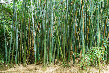 Bamboo grove. Plant stems. Thick bamboo forest. Southern nature
