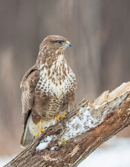 Common Buzzard in early spring at a wet forest