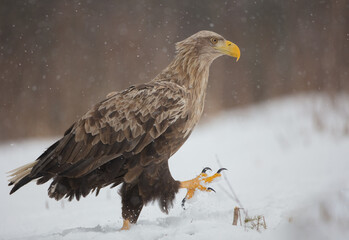The white-tailed eagle - adult male - in early spring at the wet forest during the snowstorm