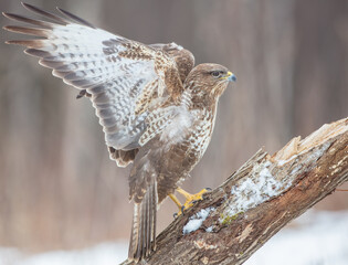 Common Buzzard in early spring at a wet forest