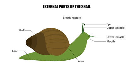 External structure of a snail © Saint Images