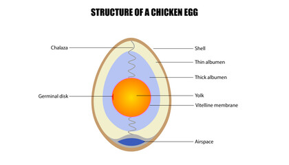 Diagram of the structure of the chicken egg, parts of the egg