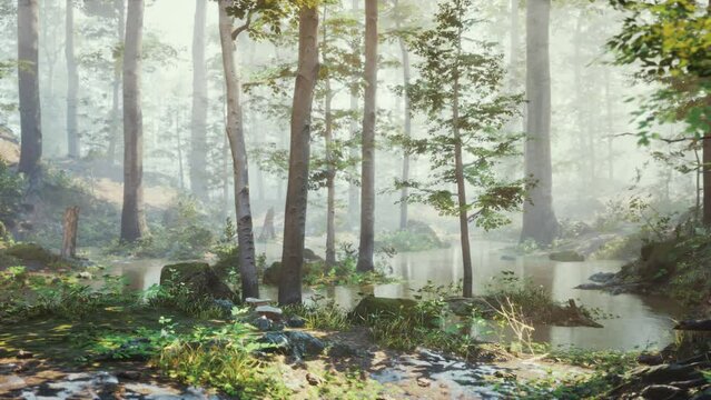 early morning at forest hiding in the fog