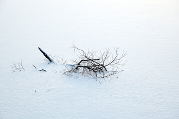 Strange branches alone in the snow