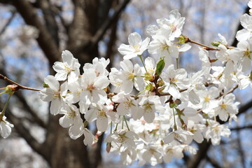 cherry blossoms flower spring Nature White flowers pink flowers Forest leaves mountain fresh wind Sky 