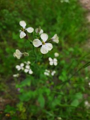 white flowers