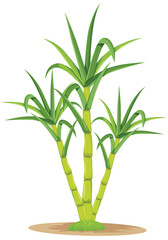 Sugar Cane Plant Pretty Isolated Vector