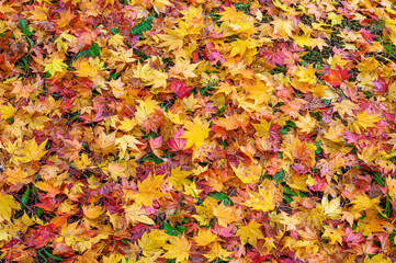 黄葉、雨に打たれて